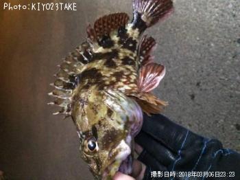 カサゴ