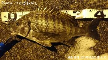 クロダイ