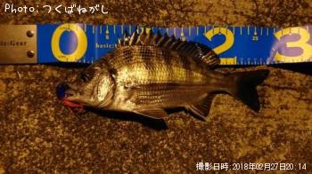 クロダイ