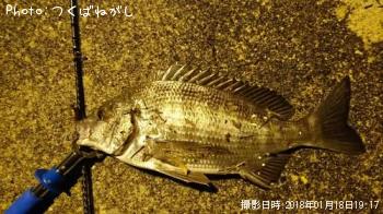 クロダイ
