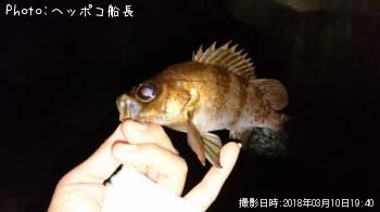 メバル