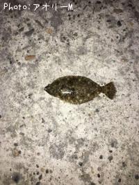 ヒラメ