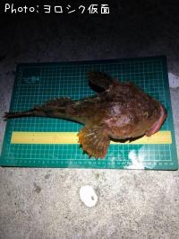 カジカ