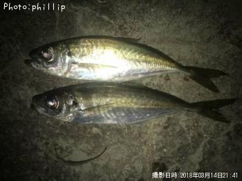 アジ