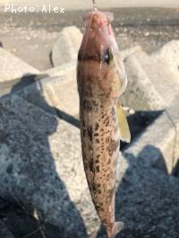 ホッケ
