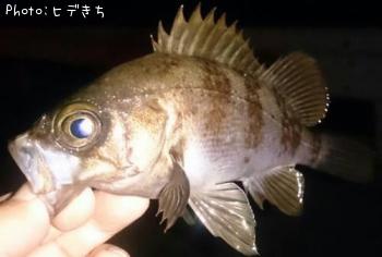 メバル