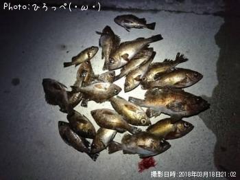 メバル