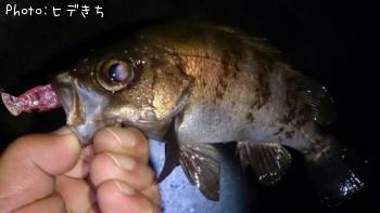 メバル