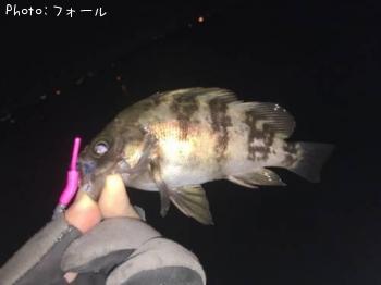 メバル