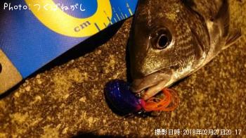 クロダイ