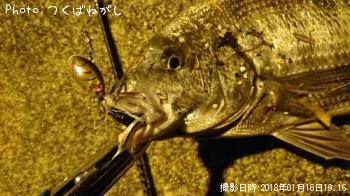 クロダイ
