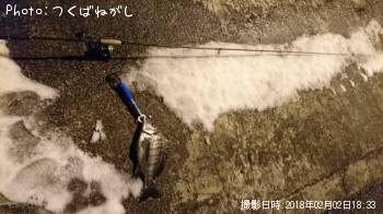 クロダイ