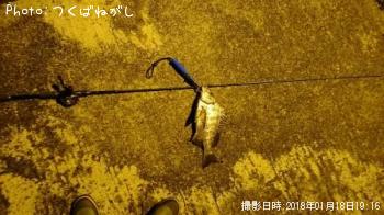 クロダイ