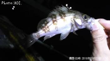 メバル