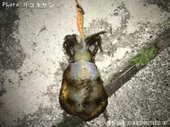 アオリイカ