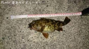 ガシラ