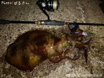 アオリイカ