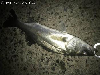 シーバス