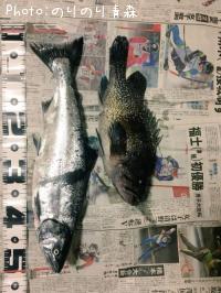 サクラマス