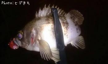 メバル
