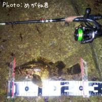 タケノコメバル