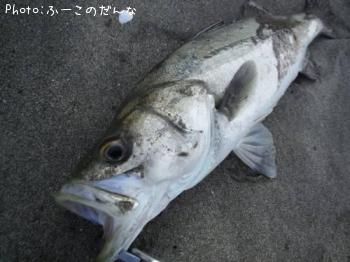 シーバス