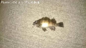 メバル