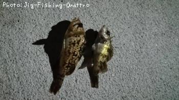 ソイ、メバル