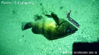 メバル