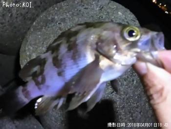 メバル