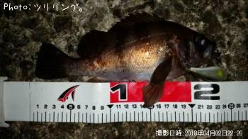 メバル