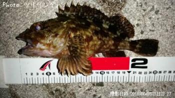 カサゴ