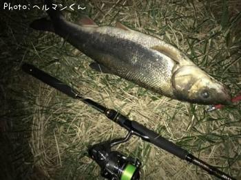 マルタウグイ