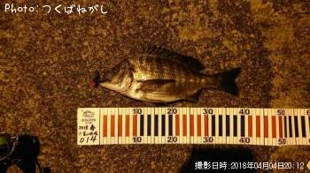 クロダイ