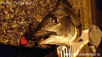 クロダイ
