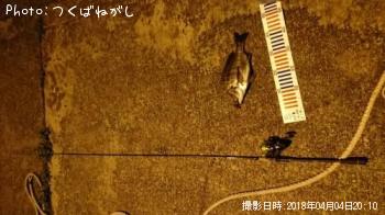 クロダイ
