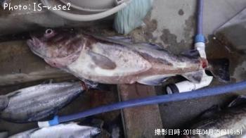 マダラ