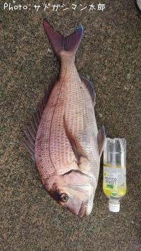 ޥ