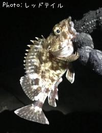 カサゴ