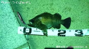 メバル