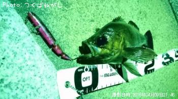 メバル