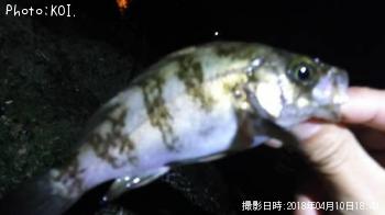 メバル