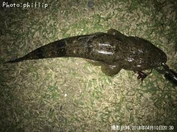 マゴチ