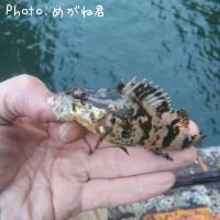 タケノコメバル