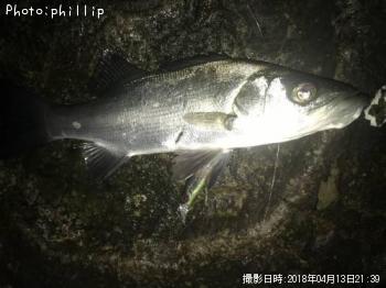 ヒラセイゴ