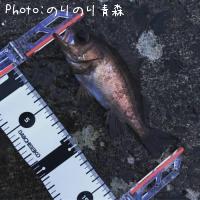 メバル