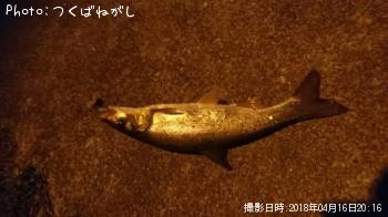 ウグイ