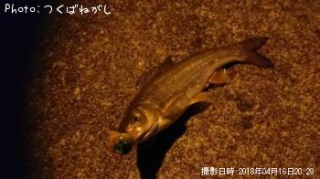 ウグイ