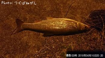 ウグイ