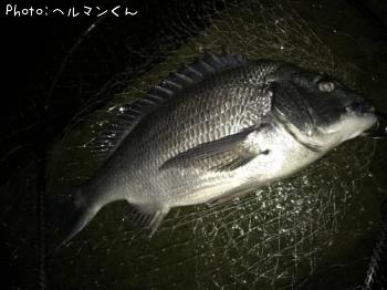 クロダイ